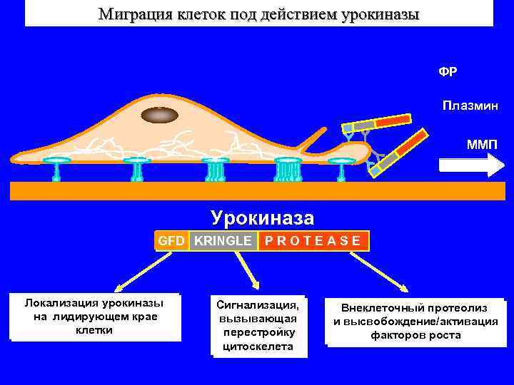 Миграция клеток. Миграция клеточный механизм. Мигрирующие клетки. Охарактеризуйте миграцию клеток.