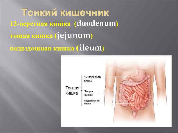 Тонкий кишечник 12 -перстная кишка (duodenum) тощая кишка (jejunum) подвздошная кишка (ileum) 