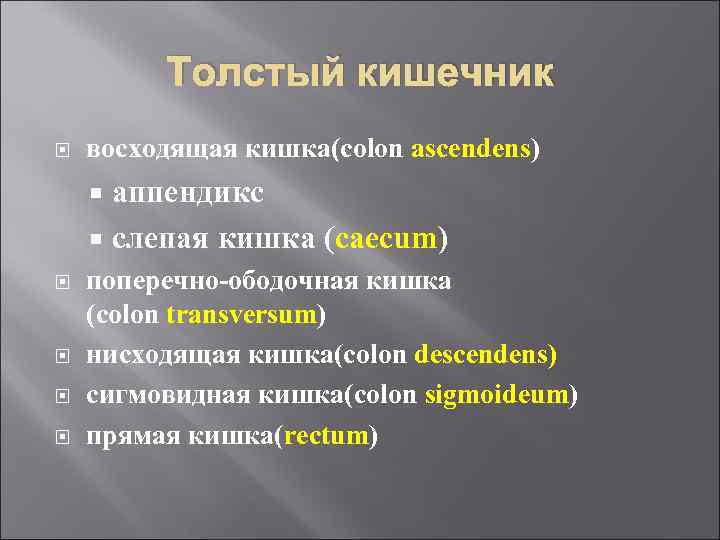 Толстый кишечник восходящая кишка(colon ascendens) аппендикс слепая кишка (caecum) поперечно-ободочная кишка (colon transversum) нисходящая