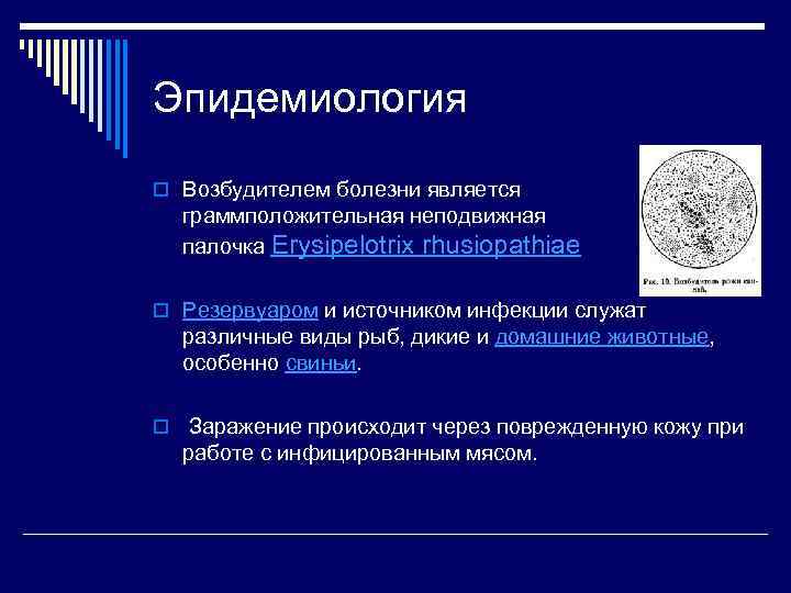 Эпидемиология o Возбудителем болезни является граммположительная неподвижная палочка Erysipelotrix rhusiopathiae o Резервуаром и источником