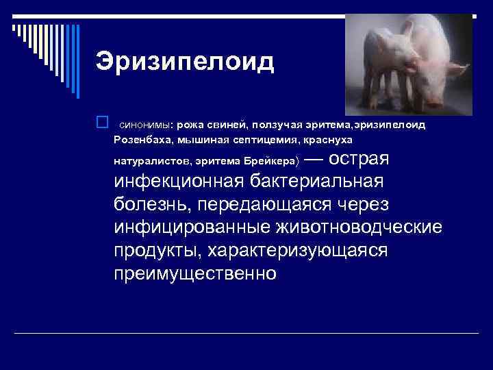 Эризипелоид o синонимы: рожа свиней, ползучая эритема, эризипелоид Розенбаха, мышиная септицемия, краснуха — острая