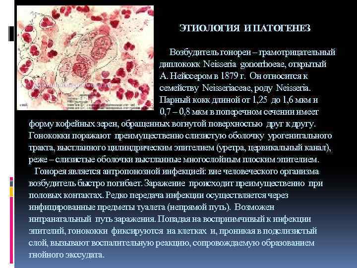 ЭТИОЛОГИЯ И ПАТОГЕНЕЗ Возбудитель гонореи – грамотрицательный ддиплококк Neisseria gonorrhoeae, открытый А. Нейссером в