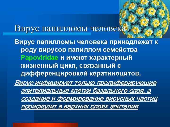 Вирус папилломы человека принадлежат к роду вирусов папиллом семейства Papoviridae и имеют характерный жизненный
