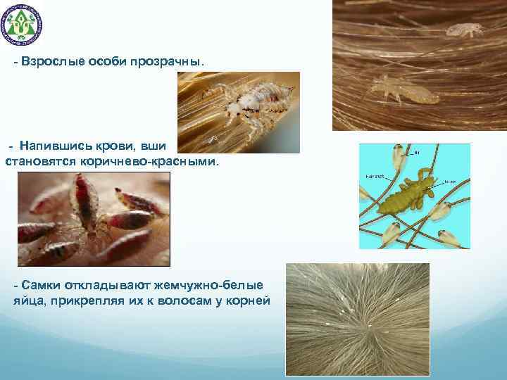 - Взрослые особи прозрачны. - Напившись крови, вши становятся коричнево-красными. - Самки откладывают жемчужно-белые