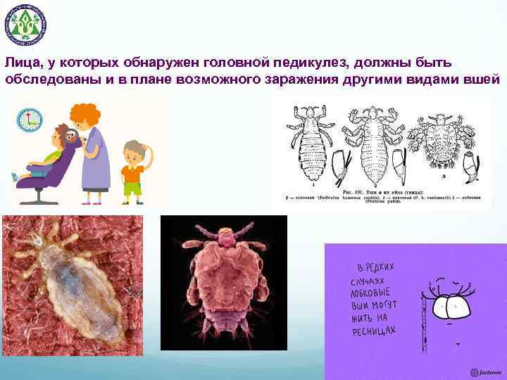 Лица, у которых обнаружен головной педикулез, должны быть обследованы и в плане возможного заражения
