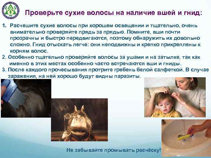 Проверьте сухие волосы на наличие вшей и гнид: 1. Расчешите сухие волосы при хорошем