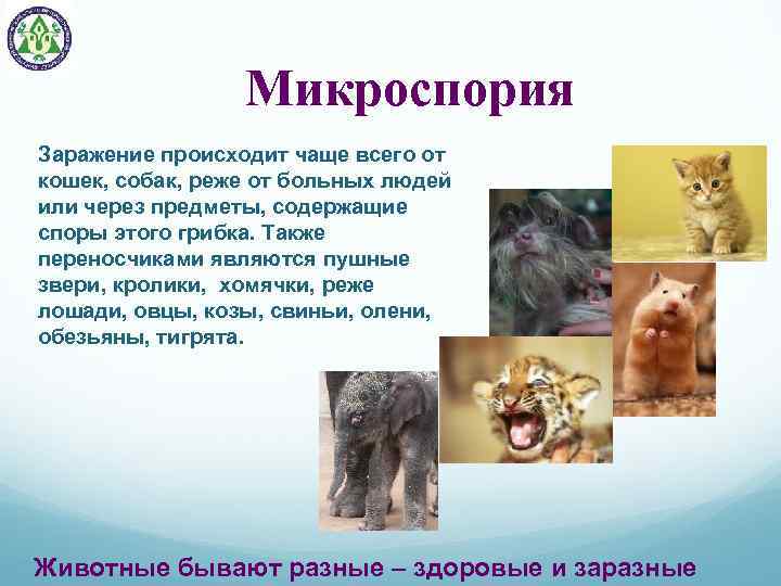 Микроспория Заражение происходит чаще всего от кошек, собак, реже от больных людей или через