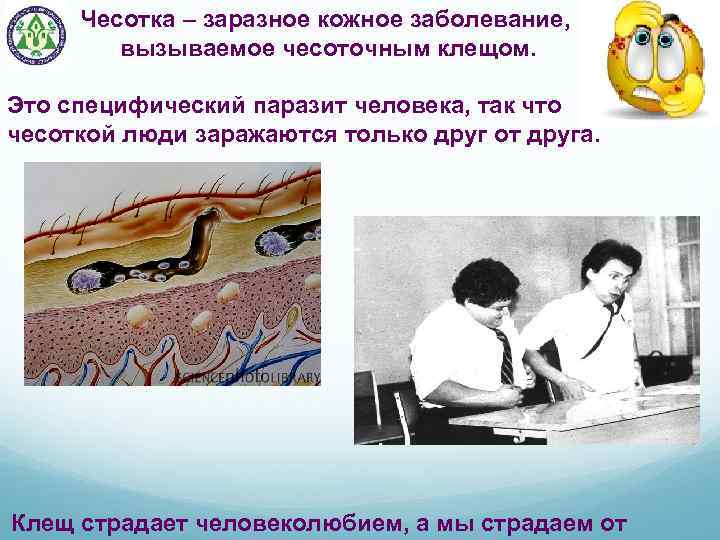  Чесотка – заразное кожное заболевание, вызываемое чесоточным клещом. Это специфический паразит человека, так