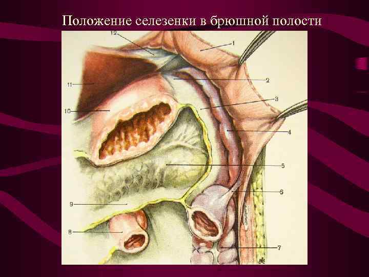 Селезенка топография