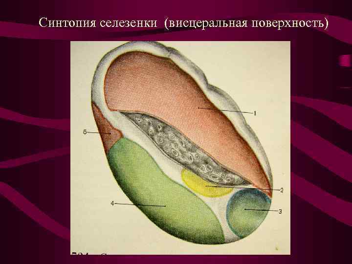 Селезенка топография