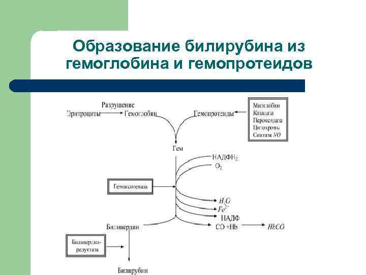 Образование билирубина из гемоглобина и гемопротеидов 