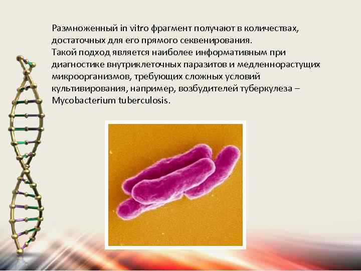 Размноженный in vitro фрагмент получают в количествах, достаточных для его прямого секвенирования. Такой подход