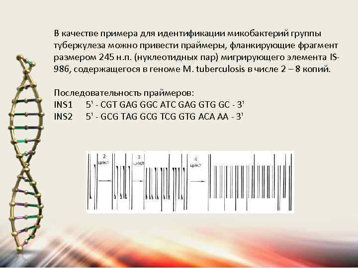 В качестве примера для идентификации микобактерий группы туберкулеза можно привести праймеры, фланкирующие фрагмент размером