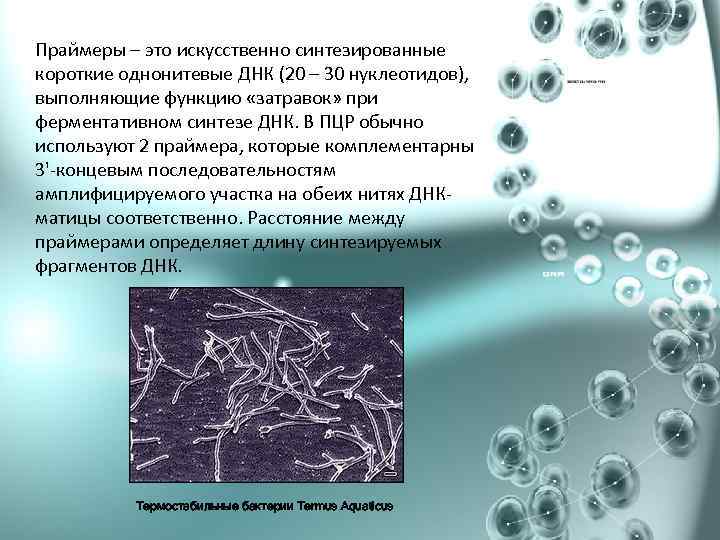 Праймеры – это искусственно синтезированные короткие однонитевые ДНК (20 – 30 нуклеотидов), выполняющие функцию