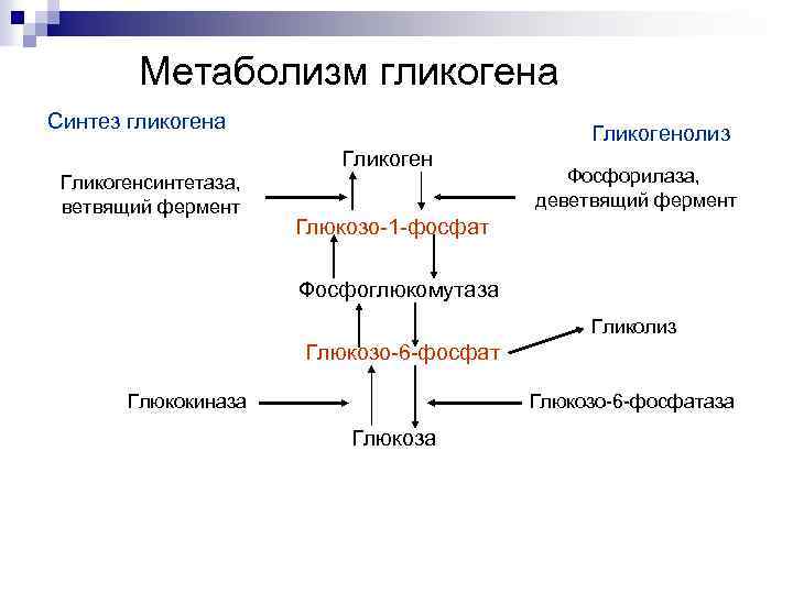 Метаболизм гликогена Синтез гликогена Гликогенолиз Гликогенсинтетаза, ветвящий фермент Фосфорилаза, деветвящий фермент Глюкозо 1 фосфат