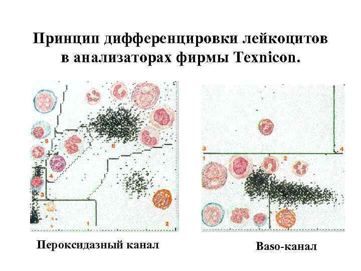 Принцип дифференцировки лейкоцитов  в анализаторах фирмы Texnicon. Пероксидазный канал Baso-канал 