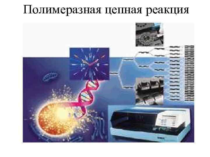 Полимеразная цепная реакция 