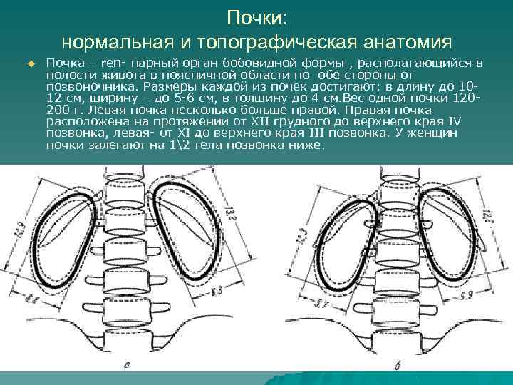Почки: нормальная и топографическая анатомия u Почка – ren- парный орган бобовидной формы ,