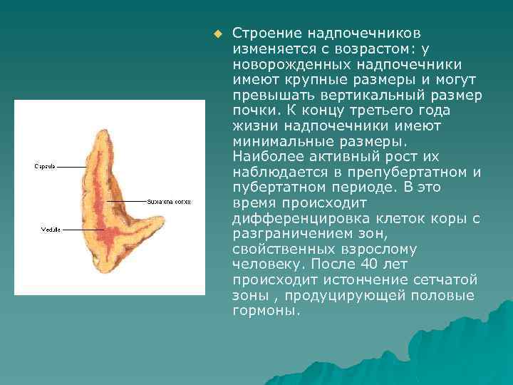 u Строение надпочечников изменяется с возрастом: у новорожденных надпочечники имеют крупные размеры и могут