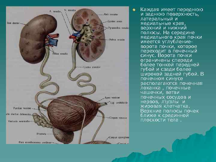 u Каждая имеет переднюю и заднюю поверхность, латеральный и медиальные края, верхний и нижний