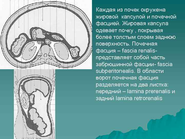 Каждая из почек окружена жировой капсулой и почечной фасцией. Жировая капсула одевает почку ,