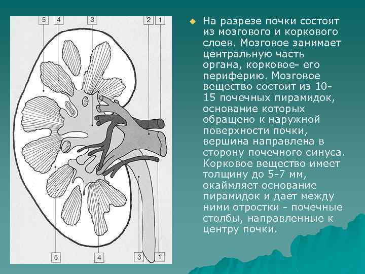 u На разрезе почки состоят из мозгового и коркового слоев. Мозговое занимает центральную часть