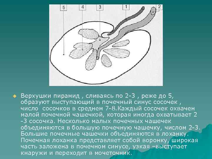 u Верхушки пирамид , сливаясь по 2 -3 , реже до 5, образуют выступающий
