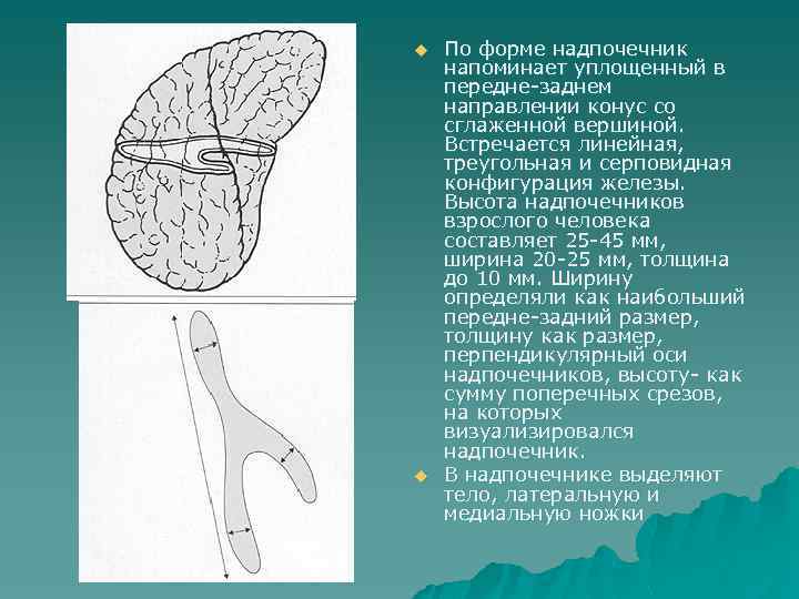 u u По форме надпочечник напоминает уплощенный в передне-заднем направлении конус со сглаженной вершиной.