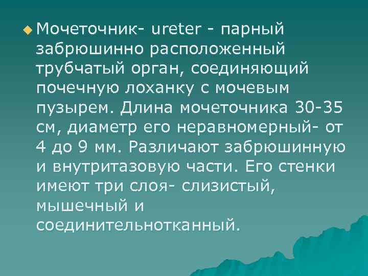 u Мочеточник- ureter - парный забрюшинно расположенный трубчатый орган, соединяющий почечную лоханку с мочевым