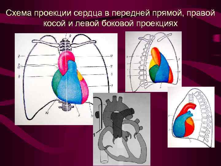 Проекция сердца