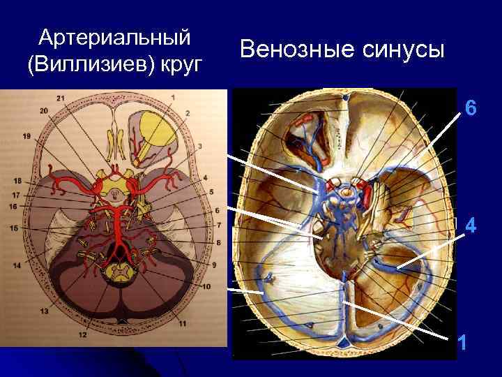 Артериальный (Виллизиев) круг Венозные синусы 6 5 3 4 2 1 