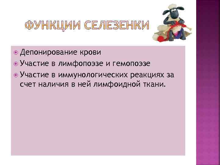  Депонирование крови Участие в лимфопоэзе и гемопоэзе Участие в иммунологических реакциях за счет