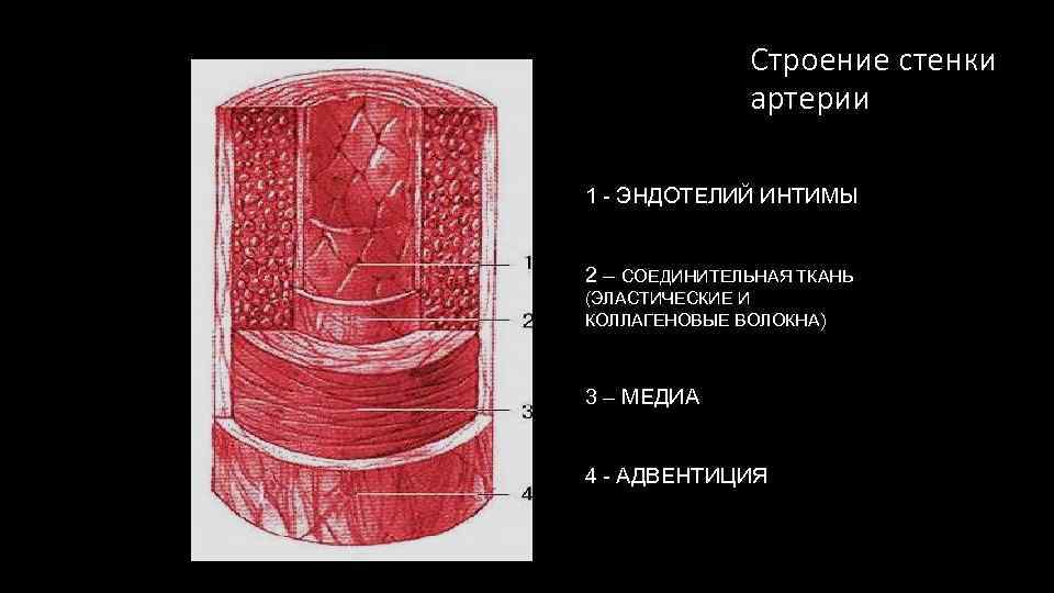 Строение стенки