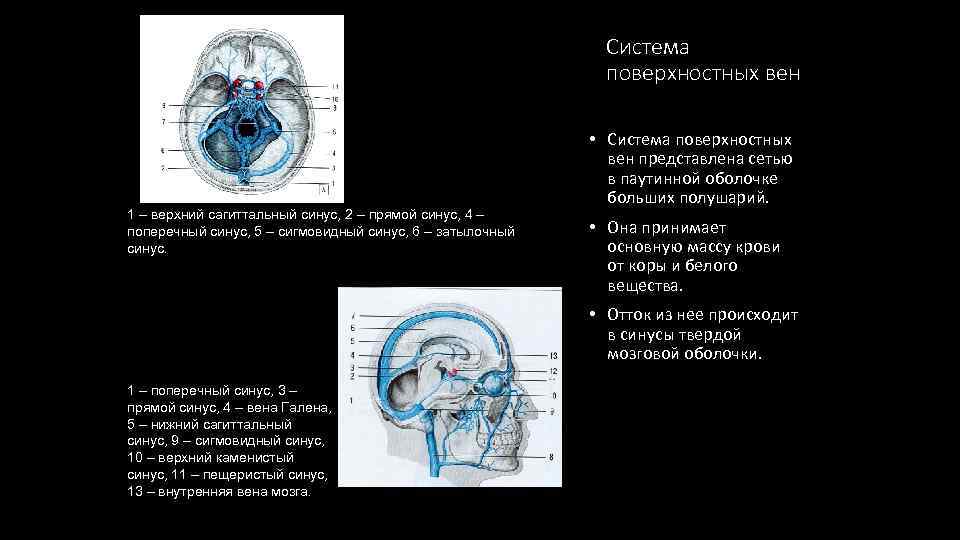 Верхний сагиттальный синус