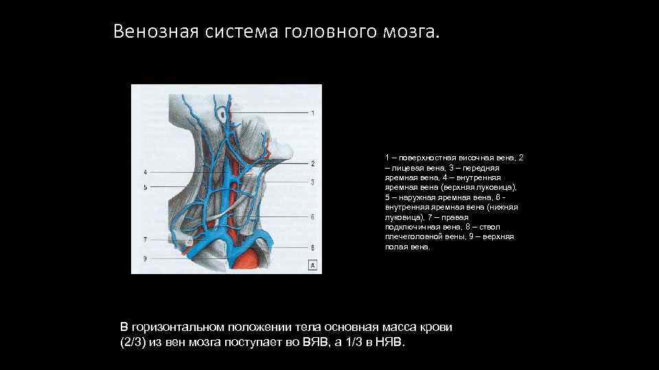 Внутренняя вена латынь. Луковица яремной вены анатомия. Луковица внутренней яремной вены. Внутренняя яремная Вена анатомия притоки.