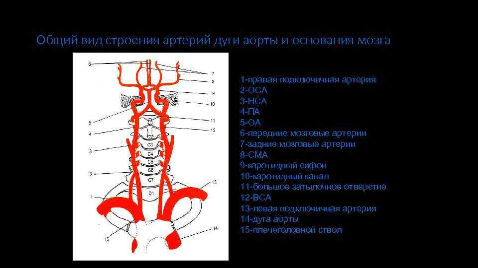 Сегмент v4 правой позвоночной артерии. 2 Сегмент подключичной артерии. Позвоночная артерия сегменты анатомия. 1 Сегмент подключичной артерии. Ветви подключичной артерии анатомия.