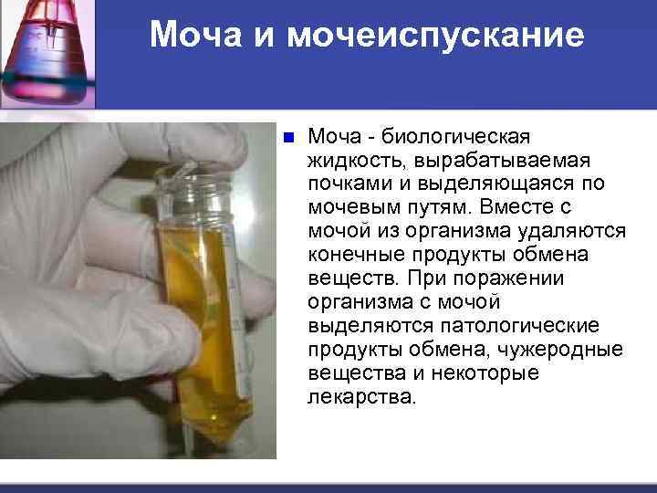 Моча и мочеиспускание n Моча - биологическая жидкость, вырабатываемая почками и выделяющаяся по мочевым