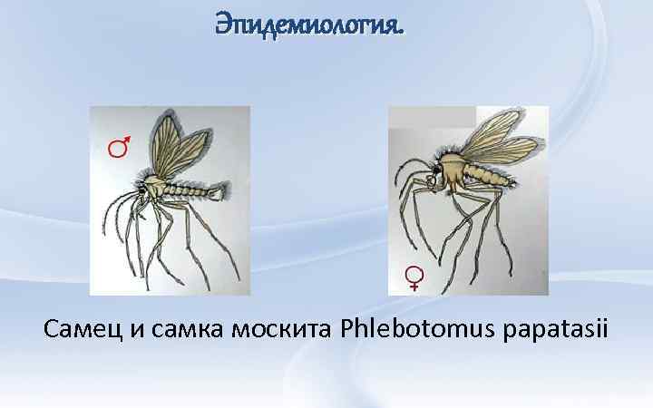 Эпидемиология. Самец и самка москита Phlebotomus papatasii 