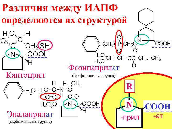 Различия между ИАПФ определяются их структурой     Фозинаприлат Каптоприл  