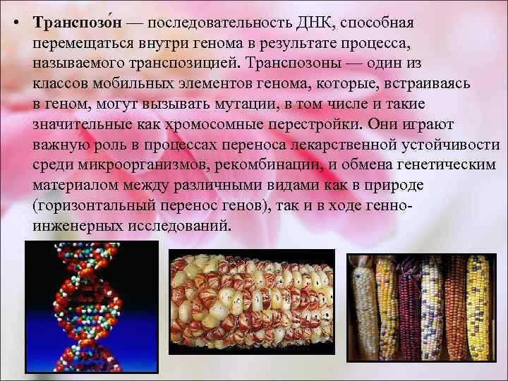  • Транспозо н — последовательность ДНК, способная  перемещаться внутри генома в результате