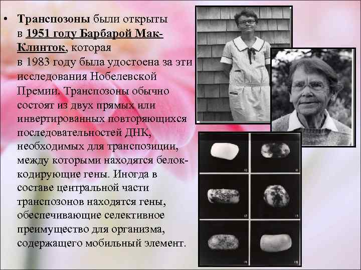  • Транспозоны были открыты  в 1951 году Барбарой Мак-  Клинток, которая