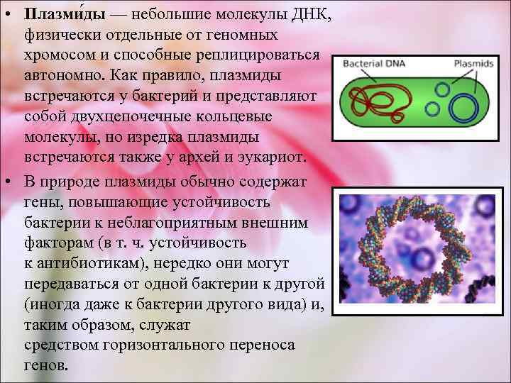  • Плазми ды — небольшие молекулы ДНК, физически отдельные от геномных  хромосом