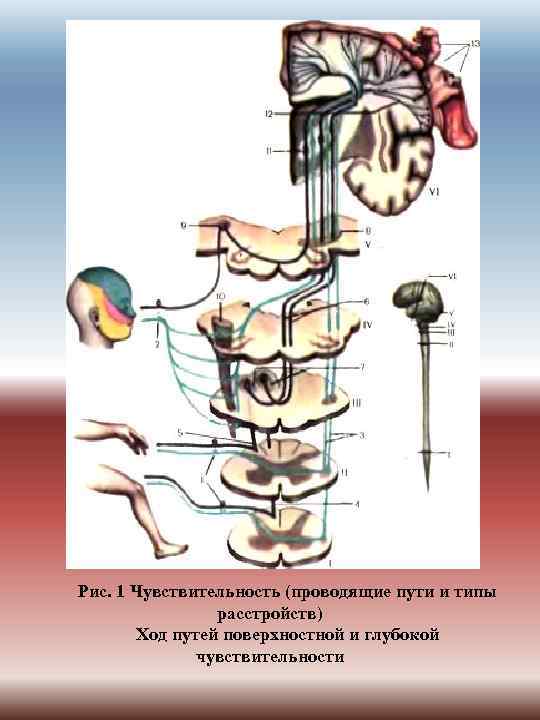 Рис. 1 Чувствительность (проводящие пути и типы расстройств) Ход путей поверхностной и глубокой чувствительности