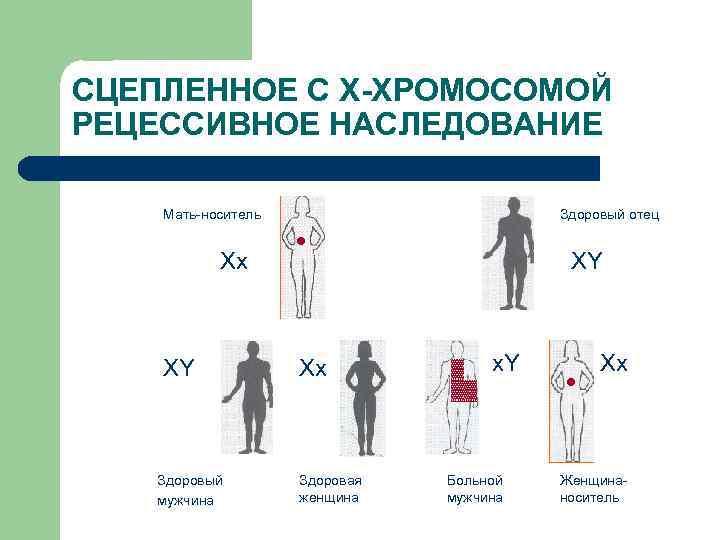 СЦЕПЛЕННОЕ С Х-ХРОМОСОМОЙ РЕЦЕССИВНОЕ НАСЛЕДОВАНИЕ Мать-носитель Хх XY Здоровый мужчина Здоровый отец ● Xx