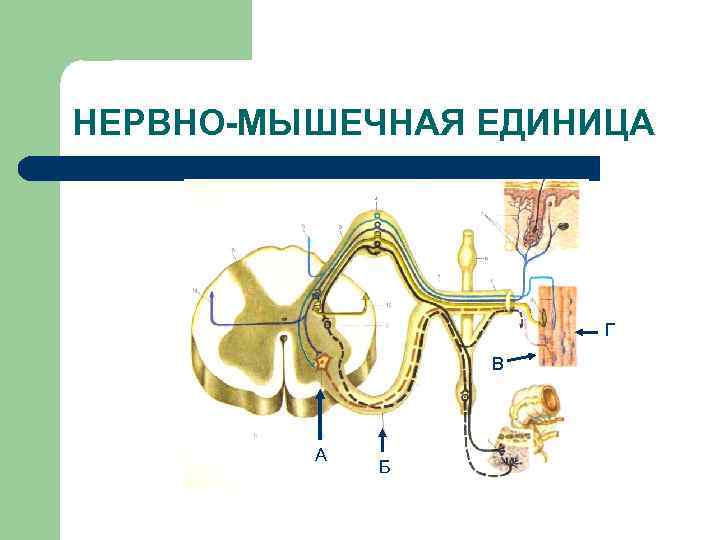 НЕРВНО-МЫШЕЧНАЯ ЕДИНИЦА Г В А Б 