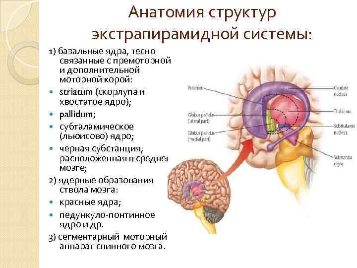 Анатомия структур экстрапирамидной системы: 1) базальные ядра, тесно связанные с премоторной и дополнительной моторной