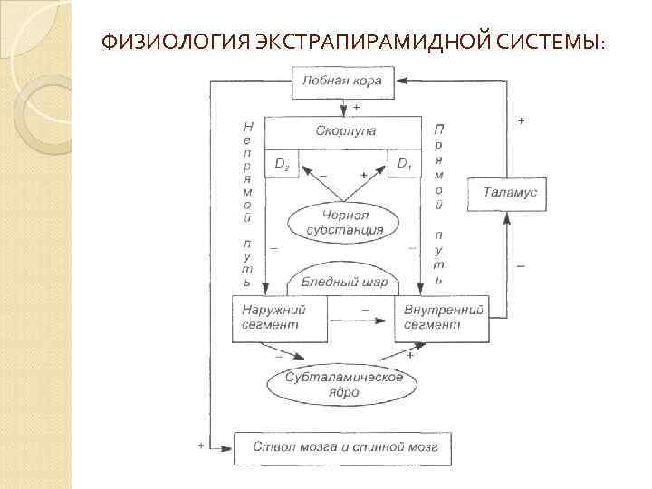 ФИЗИОЛОГИЯ ЭКСТРАПИРАМИДНОЙ СИСТЕМЫ: 