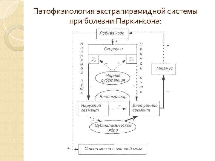 Патофизиология экстрапирамидной системы при болезни Паркинсона: 