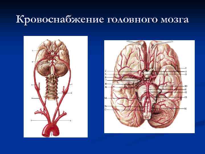 Кровоснабжение головного мозга 