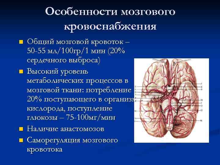 Особенности мозгового кровоснабжения n n Общий мозговой кровоток – 50 -55 мл/100 гр/1 мин